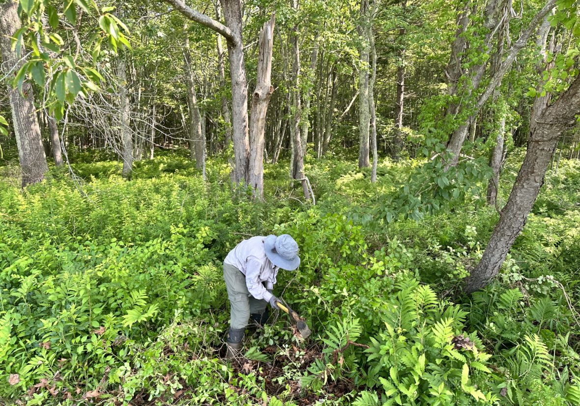 Nancy removing bitterswet