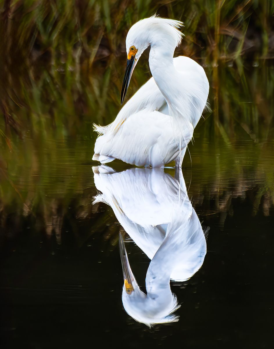 Reflected Elegance Final to Print 7501644 August 20 2025 copy 3
