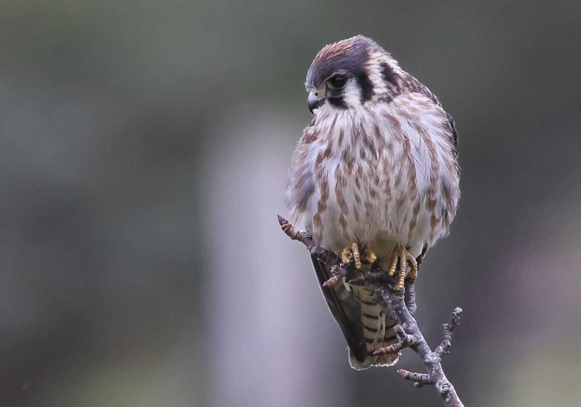 American Kestrel Monhegan 9 24 1
