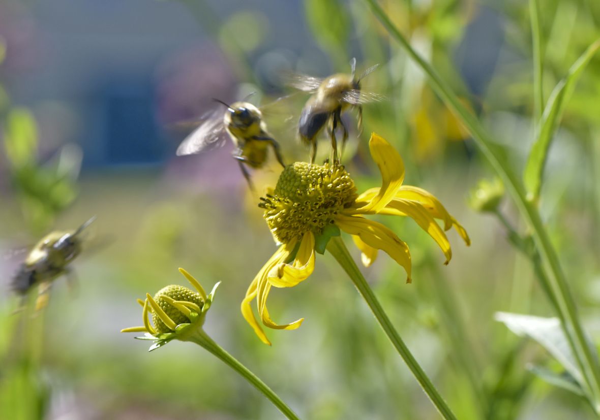 Rudbeckia laciniata Bumblebees PNE 22 07 27 8086sc