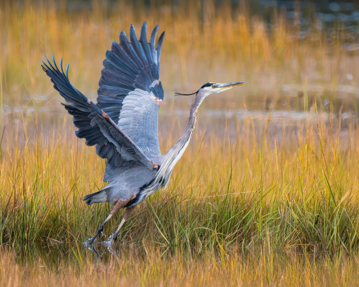Coughlin Taking Flight 7505447 Enhanced For Laudholm smaller