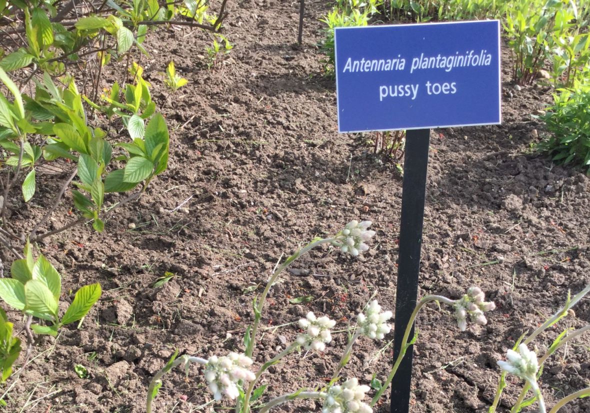 Pussytoes