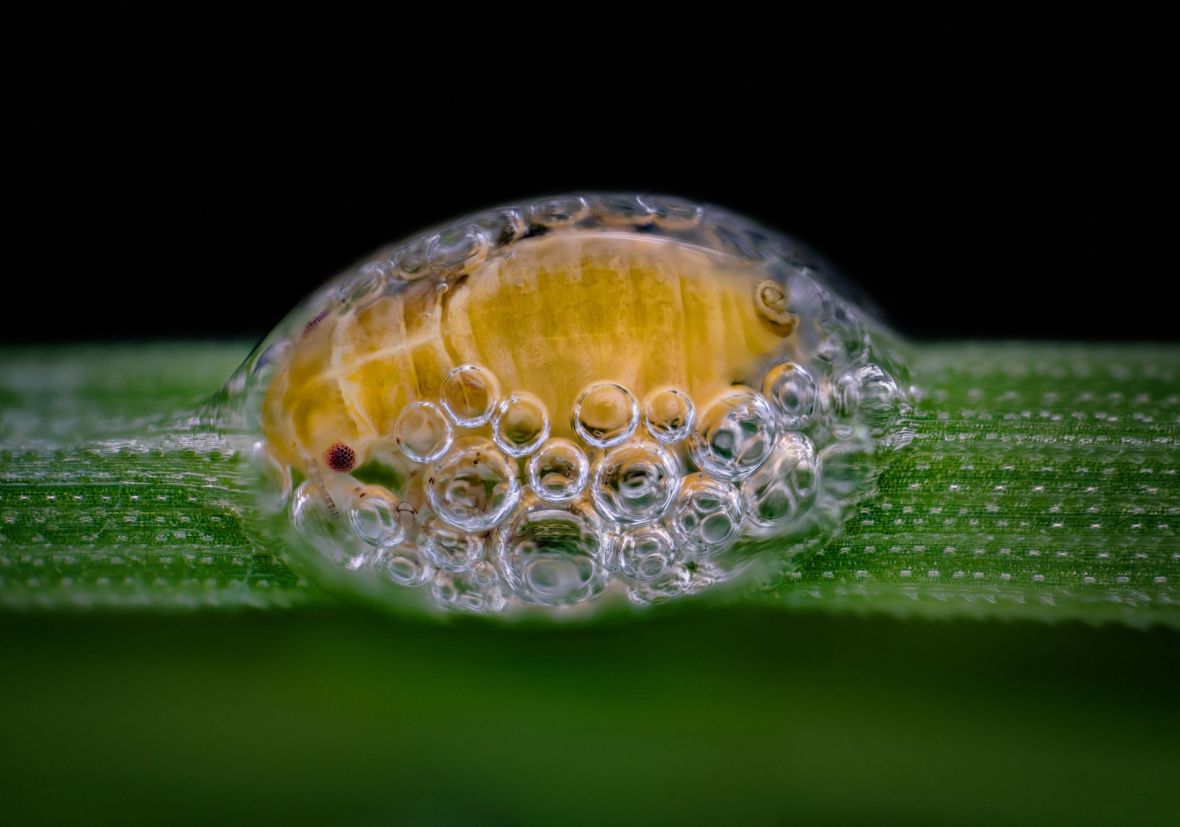 Nsw2018 3 Spittlebug